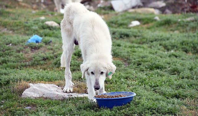 Gaziantep’te Mama Masrafı Sıfırlandı
