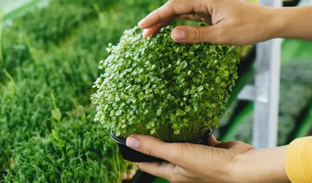 Balkonda yetişen bu bitkiler C vitamini deposu