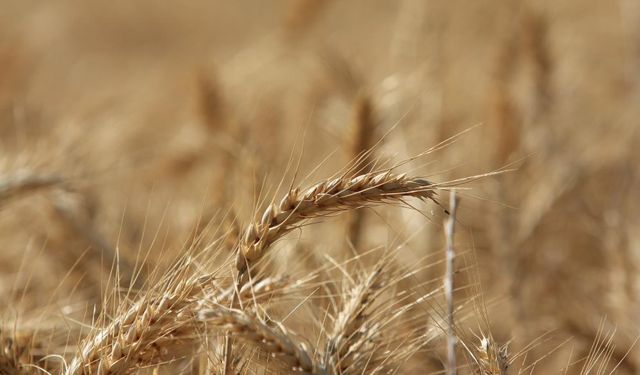 Küresel Tahıl Üretiminde Rekor Artış