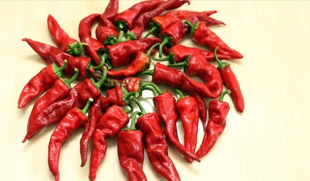 İslahiye Biberi: Emeğin Kırmızı Mührü