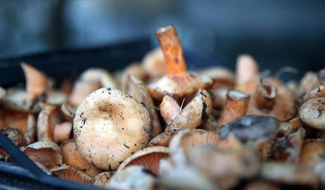 Doğal Mantar Sezonu Açıldı: Peki Hangileri Güvenli?