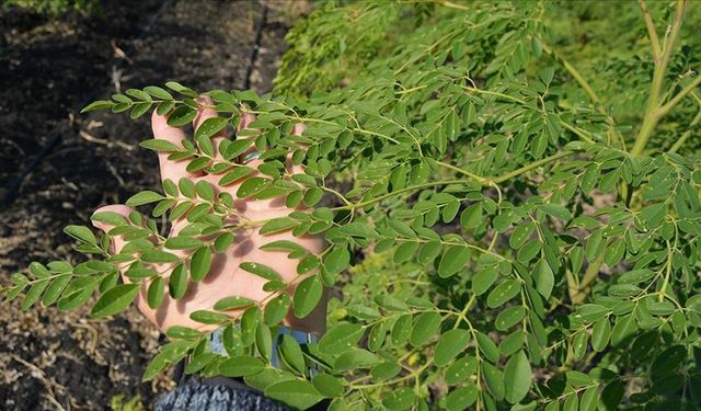 Bu Bitki Gaziantep’te Şifa Arayanların Gözdesi Oldu