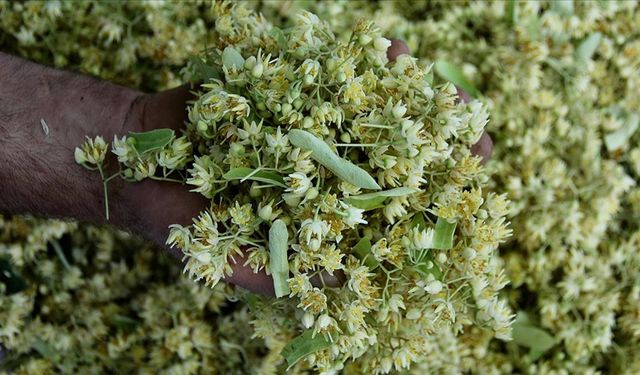 Geçen Kış Lüks Sayılıyordu, Bu Kış Sofralara Geri Döndü