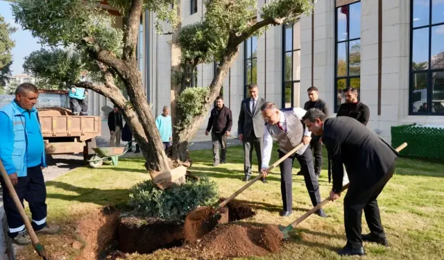 Zeytinin bereketi Valilik bahçesinde