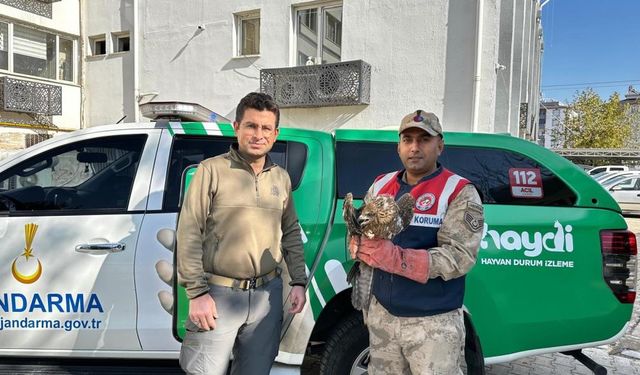 Yaralı Kızıl Şahin Koruma Altına Alındı