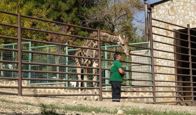 Zürafalara 20 Yıldır Sevgiyle Bakıyor