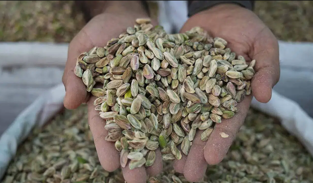 Antep fıstığında son yılların en sert düşüşü
