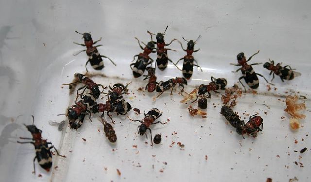 Evlerde Haşere Alarmı: Tahtakurusu Yeniden Görülüyor