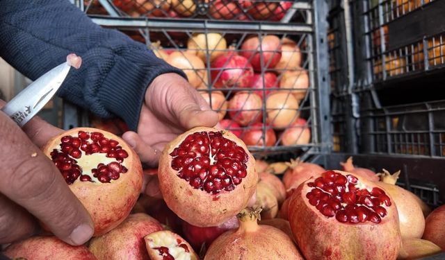 Oğuzeli'nin Çekirdeksiz Narı