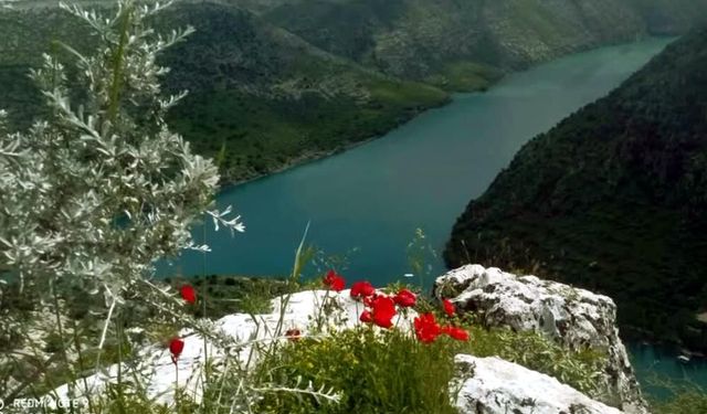 Araban Ovası Renk Cümbüşüne Döndü