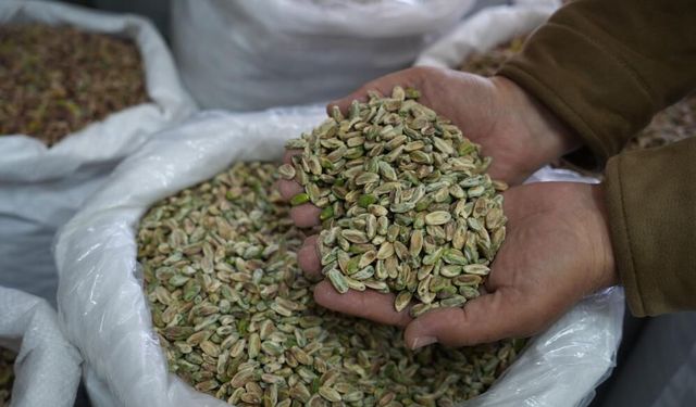 Gaziantep’te fıstık piyasası durma noktasında