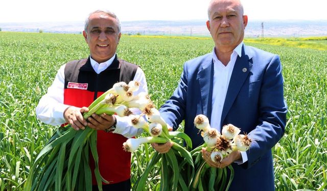 Gaziantep’te Sarımsak Üretiminde Rekor Pay