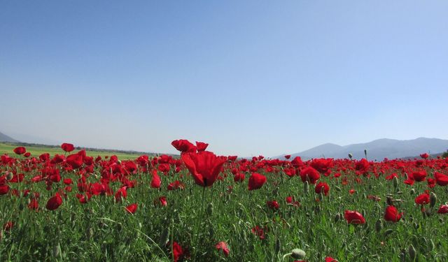 Gelincikler Ovayı Kırmızıya Bürüdü