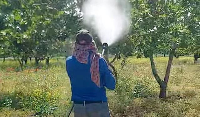 Yağışlar Fıstıkta Risk Oluşturdu