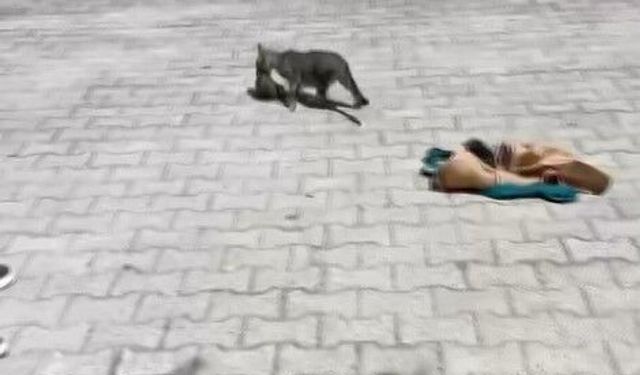 5 saatlik mücadele mutlu sonla bitti