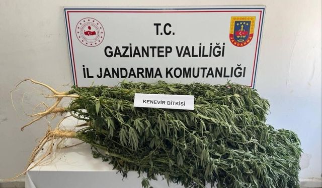 Jandarmadan 3 İlçede Eş Zamanlı Operasyon