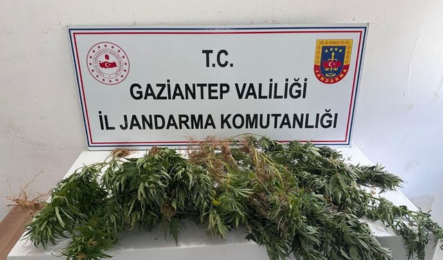Gaziantep'te Kenevir Operasyonu: 8 Şüpheli Yakalandı