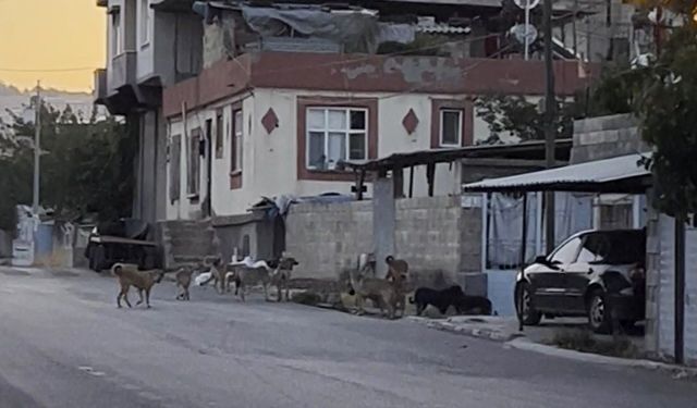 Gaziantep'te Sokak Köpeği Sürüsü Vatandaşı Tedirgin Etti