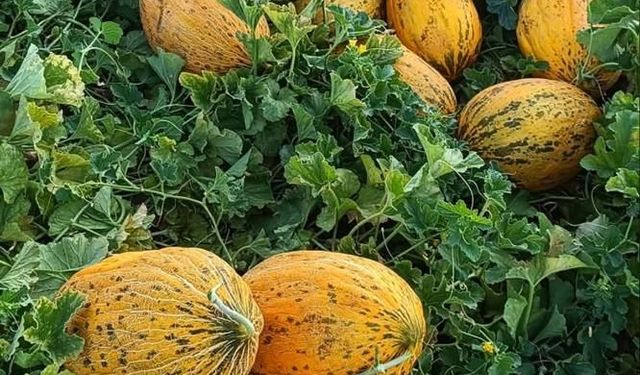 Araban güz kavununda hasat başladı