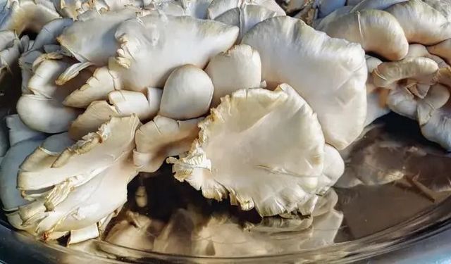 D vitamini açısından zengin mantarlar dikkat çekiyor
