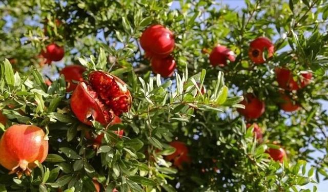 Nar Bileşiği Kalp Araştırmasında Dikkat Çekti