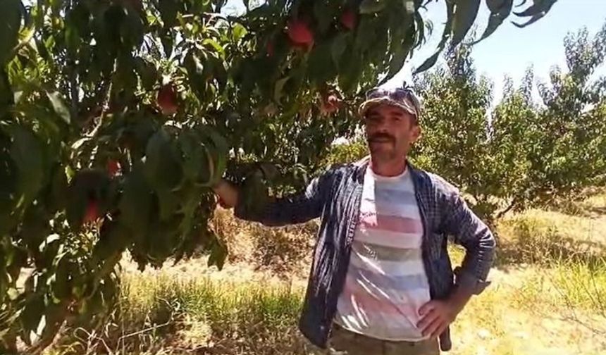  Gaziantep'te şeftali hasadı başladı!