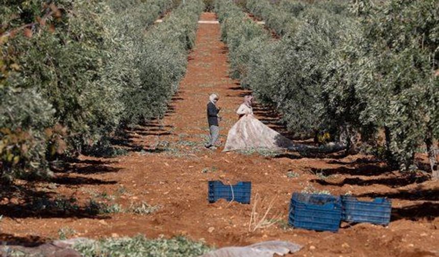 Gaziantep'te Zeytin Hasadı Başladı!