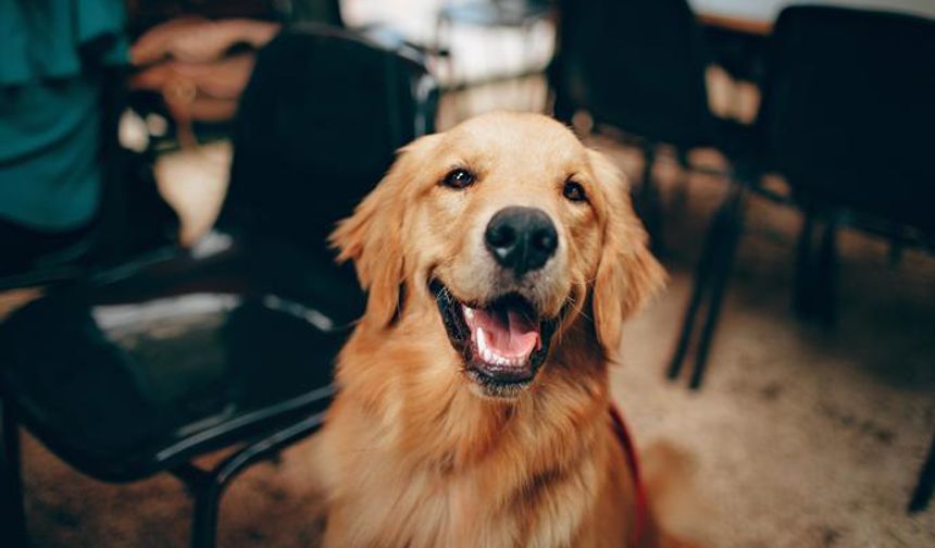 Şahinbey Belediyesi köpeklere sahip çıkıyor