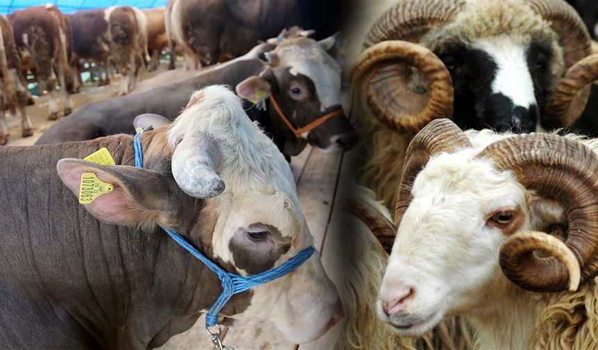 Gaziantep’te Kurbanlık Fiyatları Belli Oldu!
