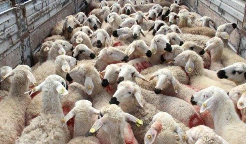 Gaziantep’te Hayvancılık Bitiyor mu?
