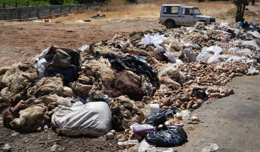 Gaziantep'te yollara atılan kurban atıkları tepki yarattı!