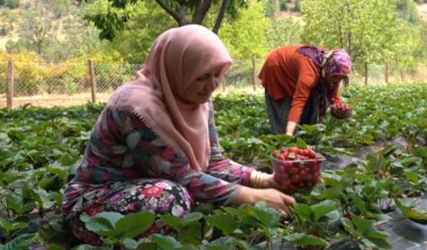 Çilek Yetiştiriciliği Gaziantepli Depremzede Kadınların Kazanç Kapısı Oldu