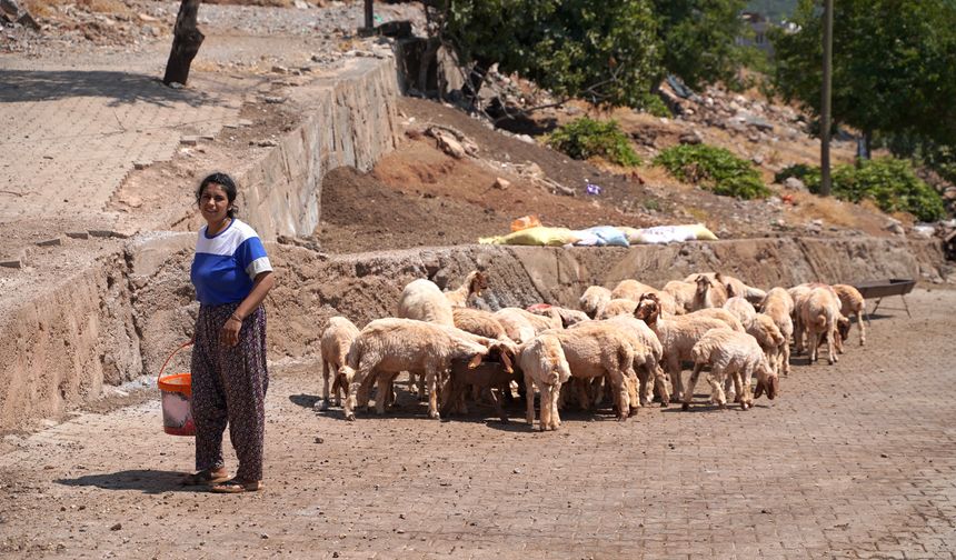 Depremde Koyunları Telef Olan Kadın Besici, Destekle Yeniden Sürü Sahibi Oldu