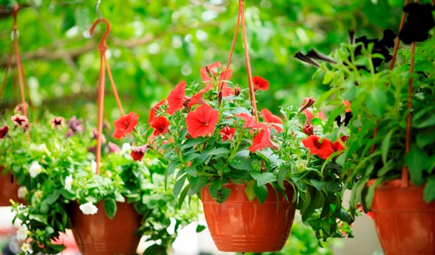 Evinizi Canlandırın: Kolay Bakımlı Bitkilerle