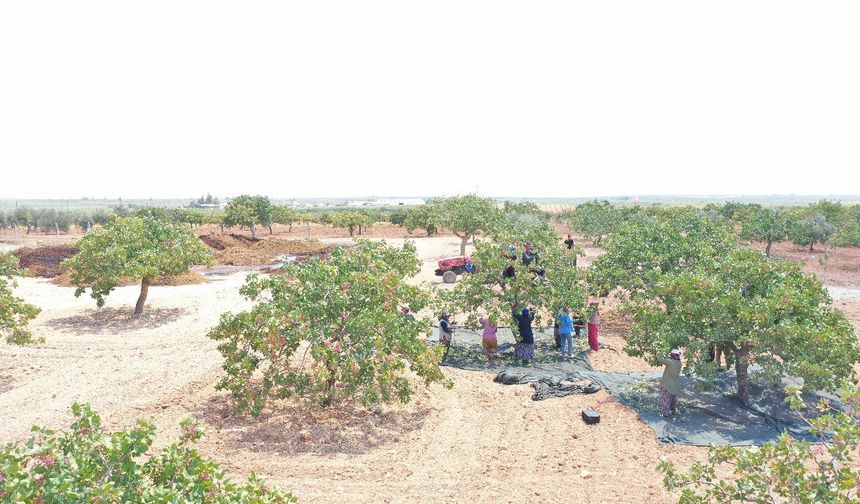 Gaziantep'te baklavalık boz Antep fıstığı hasadı başladı