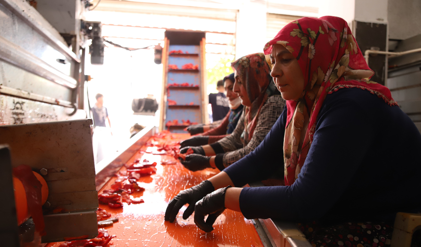 Kadınlar Ekmeklerini 'Acı'dan Çıkarıyor