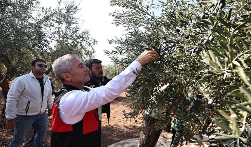 Tahmazoğlu  çiftçilerin zeytin hasadına katıldı