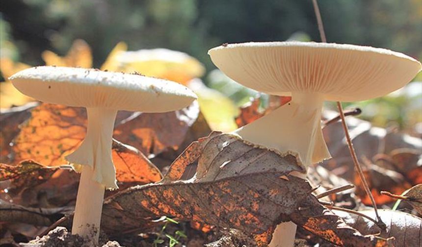 Sezonu Başladı, Bir Lokması Hayatı Karartabilir