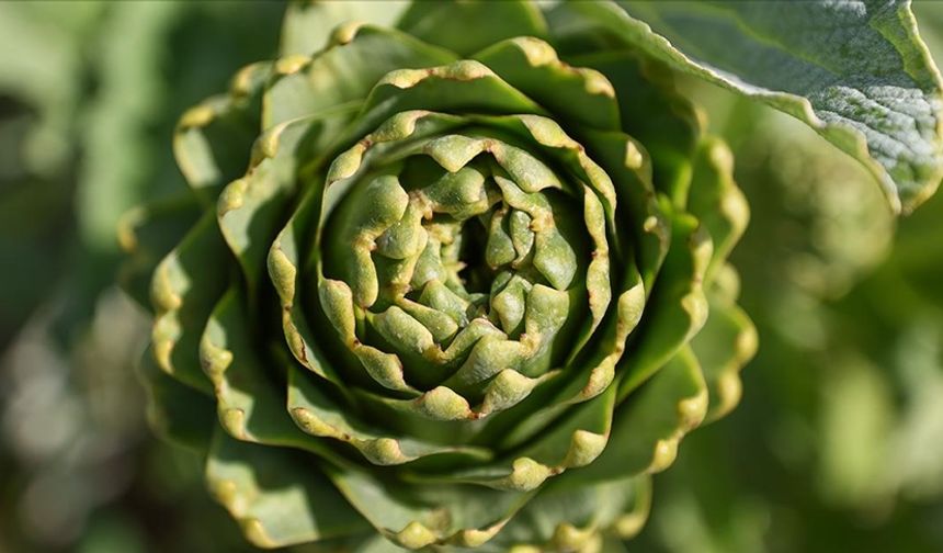 Enginar Karaciğeri Temizler Mi?