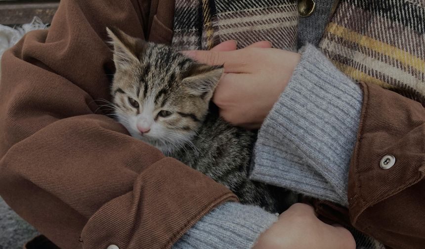 Kedi–İnsan Bağı Sandığımızdan Güçlü