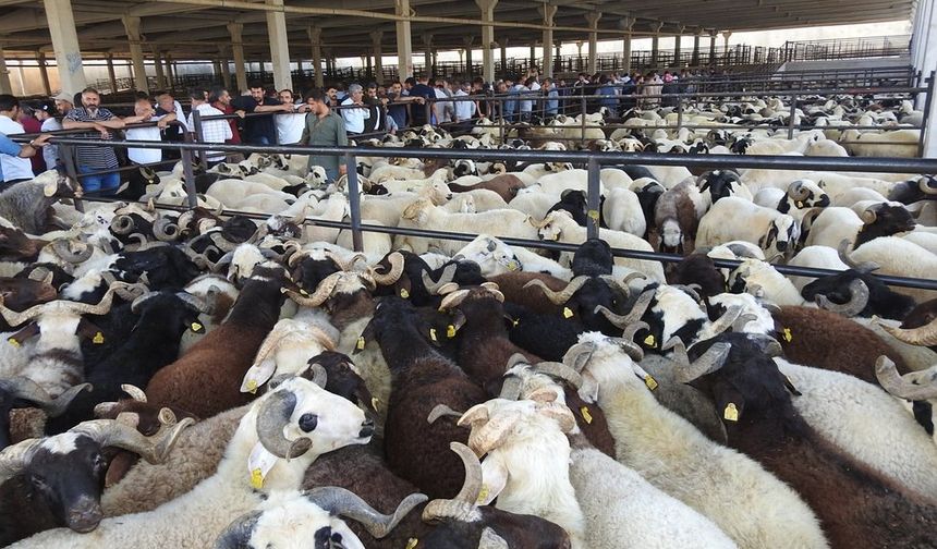 Satılamayan Kurbanlıkları ESK Alacak! Fiyat Listesi Belli Oldu