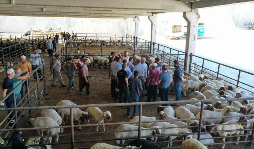 Gaziantep’te Kurban Satış ve Kesim Yerleri Belirlendi