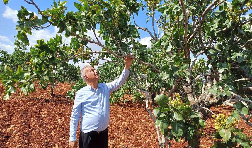 Antep Fıstığı Rekoltesinde Yüzde 50 Düşüş Bekleniyor