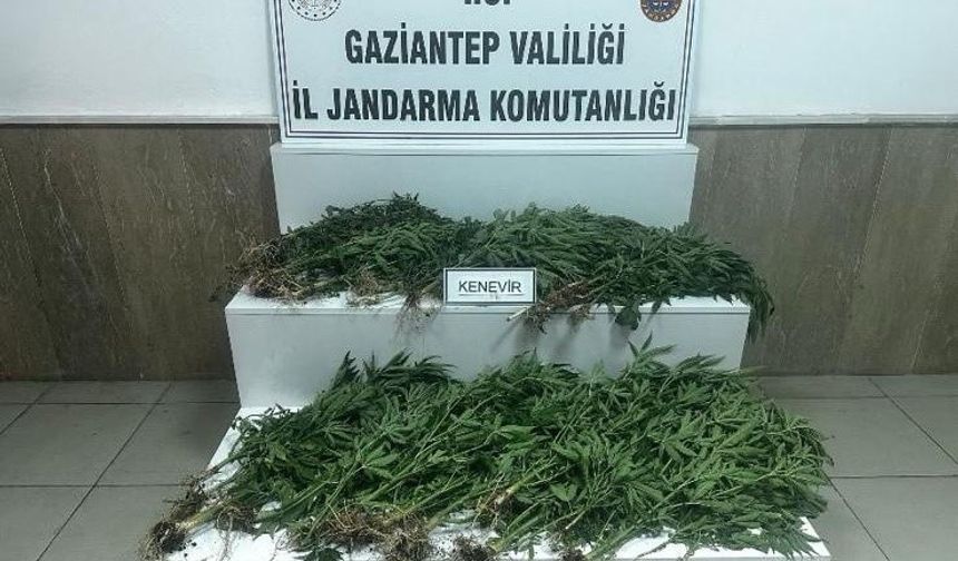 Gaziantep'te 403 Kök Kenevir Ele Geçirildi!