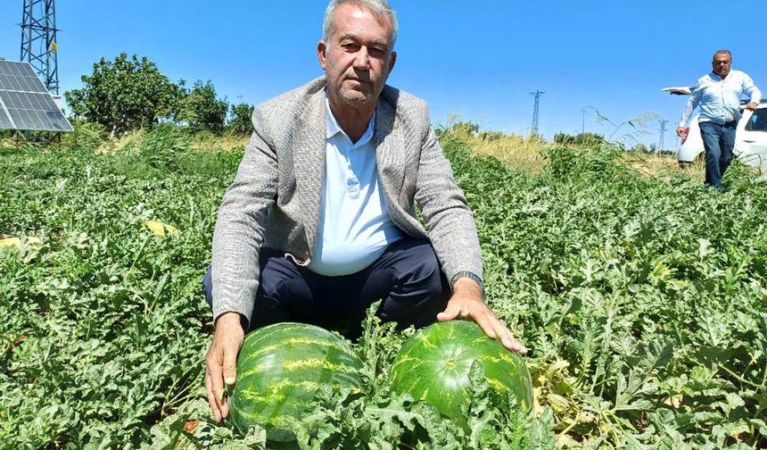 Araban'da Karpuz Hasadı Başladı