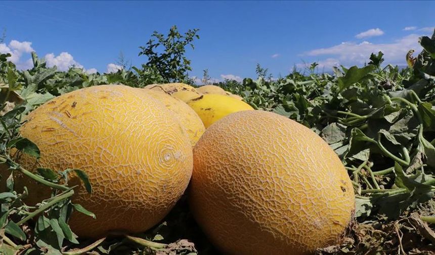 Araban'da Tarlalar Şenlendi!