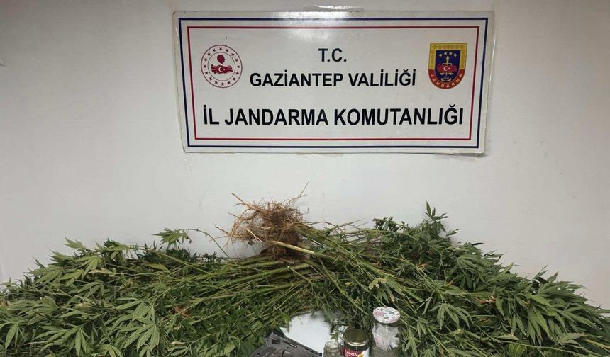 Gaziantep’te Jandarma Tarlaya Girince Gerçek Ortaya Çıktı!