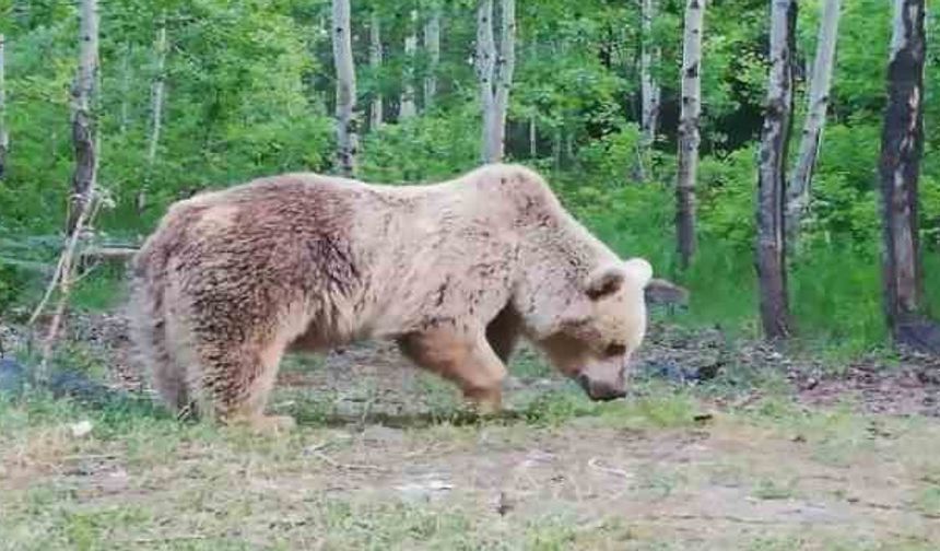 Koca Ayıyı Ekmekle Beslediler