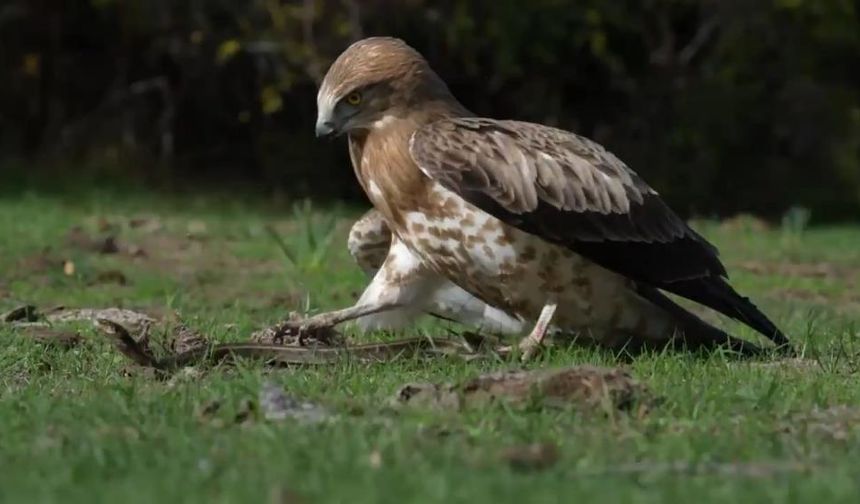 Kartalın Yılanla Mücadelesi Nefes Kesti