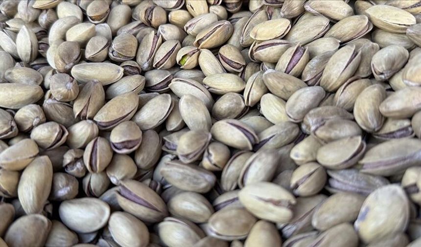 Dünya Antep Fıstığının Peşine Düştü